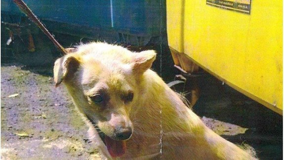 Pomôžte polícii. Tohto psa chcel niekto utýrať k smrti