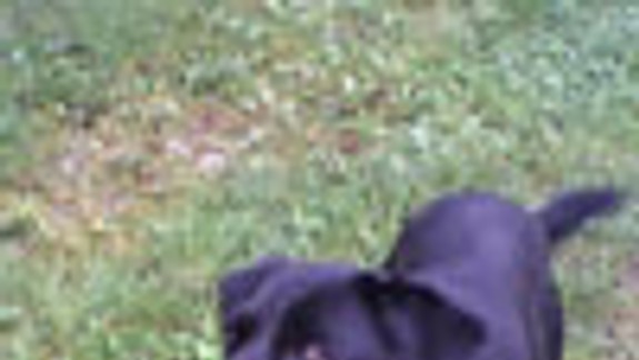 Na Partizánskej stále voľne pobehujú psy