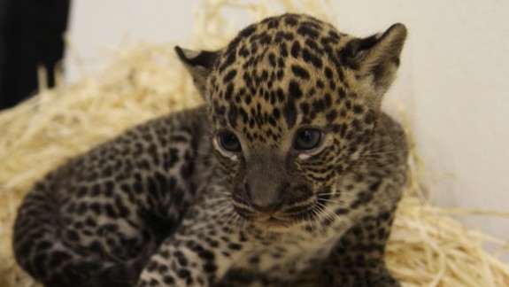 V bratislavskej ZOO sa narodilo mláďatko vzácneho leoparda
