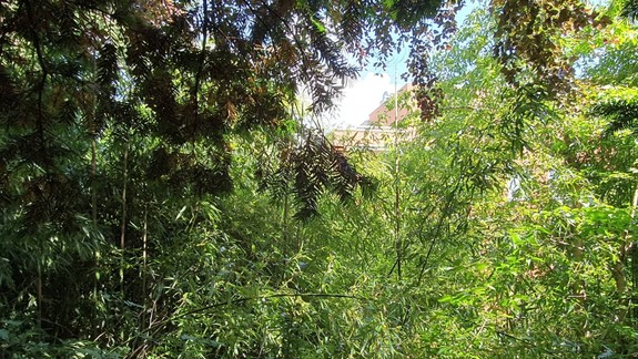 FOTO a VIDEO Navštívili sme otvorené parky a záhrady: Pokochajte sa u Kocha