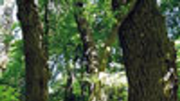 V Petržalke pribudol chránený areál Soví les