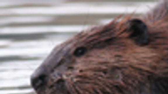 Aj Bratislava má svoju živočíšnu exotiku