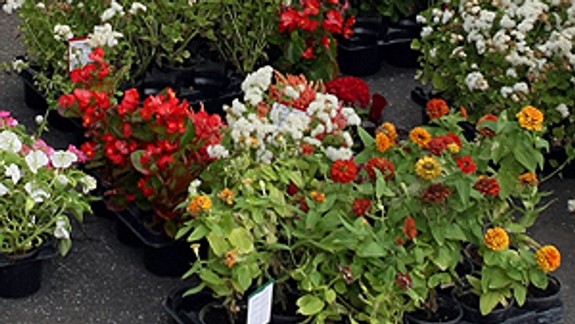 Nové Mesto kvitne, starosta rozdá letničky