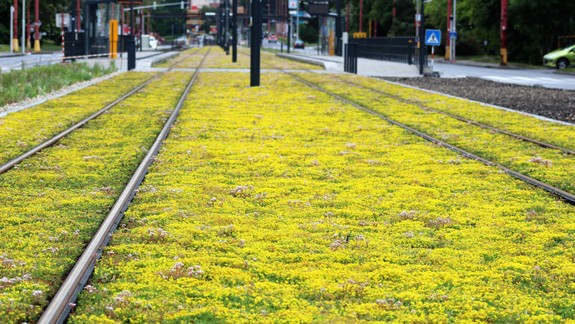 Rozchodníkom zakvitne aj električková trať v Dúbravke