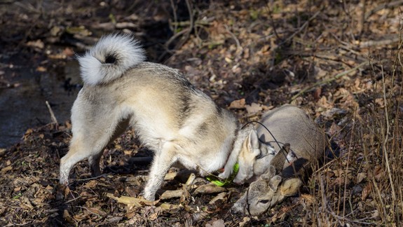 FOTO: Ďalší tragický prípad pod Kačínom - voľne pustený pes takto usmrtil srnku