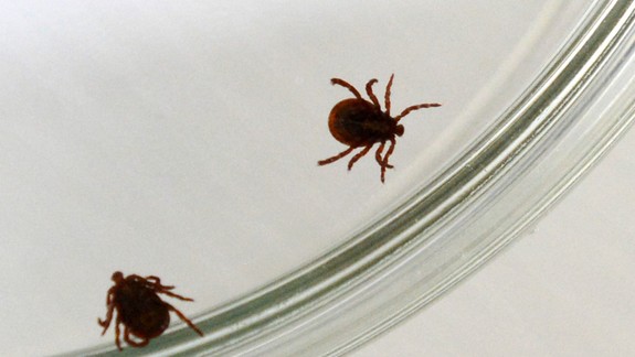 Globálne otepľovanie: V Bratislave zaznamenali výskyt tropického kliešťa