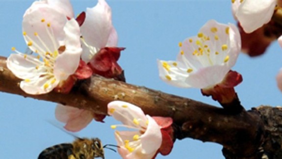 V Bratislave boli vysoké koncetrácie peľových zŕn drevín