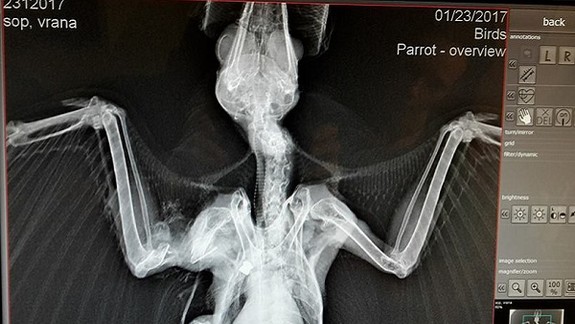 Vo Vrakuni vyčíňa neznámy strelec: Za obeť mu padli chránené vtáky