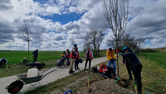 Dobrovoľníci sadili stromy okolo cesty vedúcej k Jarovskej bažantnici