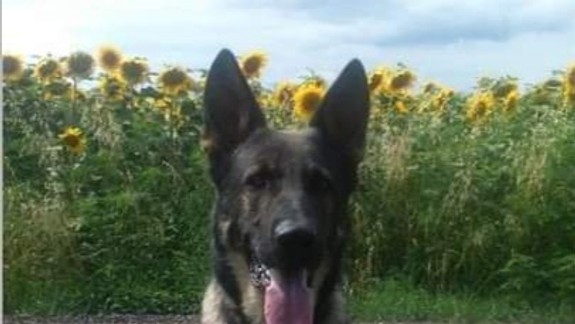 Policajný pes Cabo v akcii: Vypátral muža, ktorý ušiel z miesta dopravnej nehody