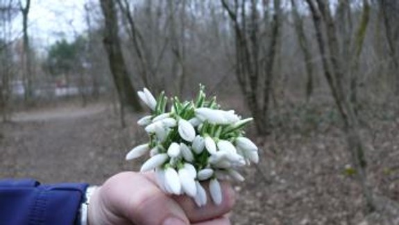 Viete, aká veľká pokuta vám hrozí, keď si v chránenom území natrháte snežienky?