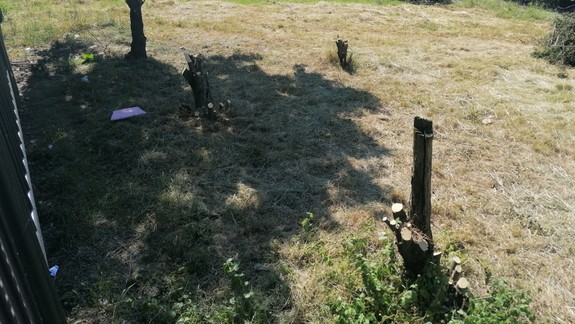 Pri Botanickej záhrade vypílili stromy. Zisťovali sme, čo sa stalo