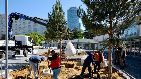 FOTO: Na Námestí slobody vysadili 7 päťmetrových borovíc