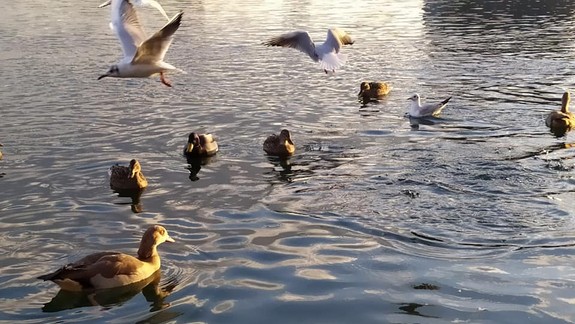 VIDEO: Ochranári sa snažia o odchyt agresívnych husí z bratislavských jazier, ale zatiaľ s nimi majú bilanciu 1:7