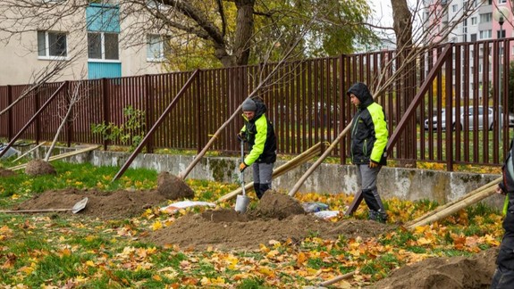 Výsadba: V uliciach pribúdajú desiatky nových drevín