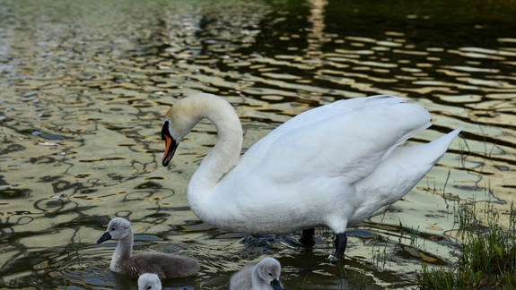 FOTO: Na Kuchajde pribudli tri labutie mláďatká