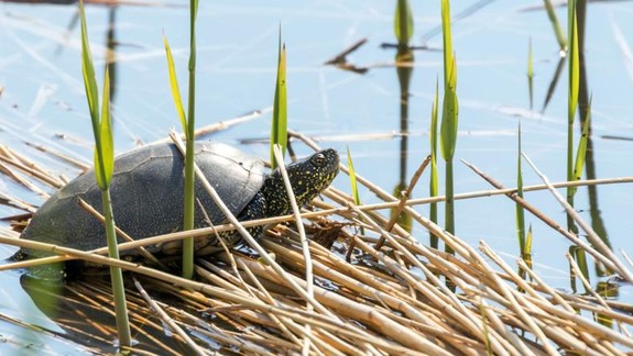 Bratislavskí ochranári realizujú nový projekt na ochranu korytnačky močiarnej