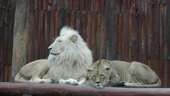 FOTO Toto je 10 NAJ bratislavskej ZOO: Viete, ktoré zviera je najstaršie, najmenšie či najväčšie?