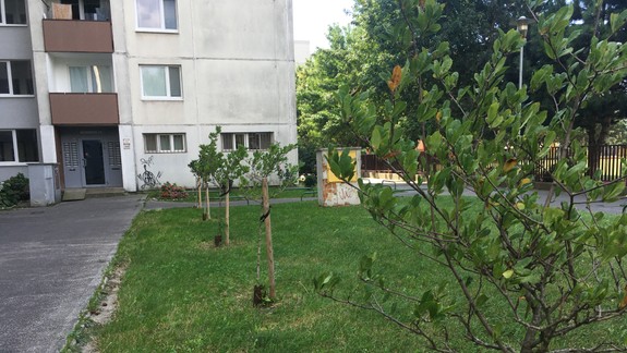 Mladým stromom v Petržalke pomohli prežiť aj letné dažde