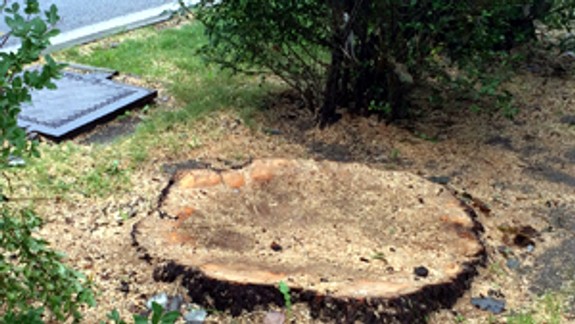 Vyrúbali stromy, nové vysadia neskôr