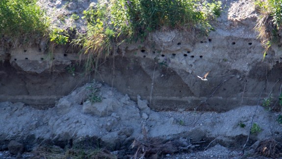 FOTO: V obnovenej hniezdnej stene pri Dunaji sa zahniezdila kolónia brehúľ hnedých