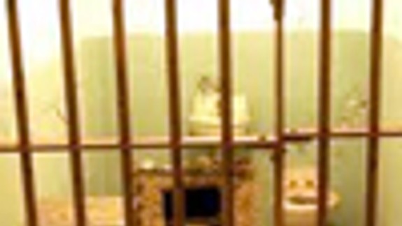 Vo väzbe sú bossovia všetkých bratislavských skupín