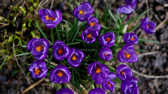 FOTO: Po celej Bratislave rozkvitajú desaťtisíce šafránov