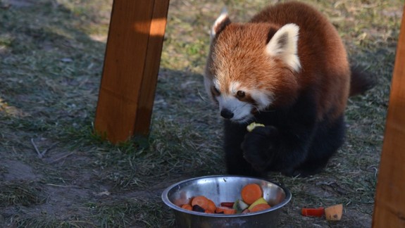 Zoologická záhrada vybudovala novú modernú krmiváreň pre zvieratá