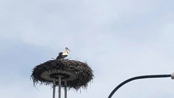 FOTO a VIDEO: Smutný bocian v Rusovciach sa konečne dočkal svojej partnerky!