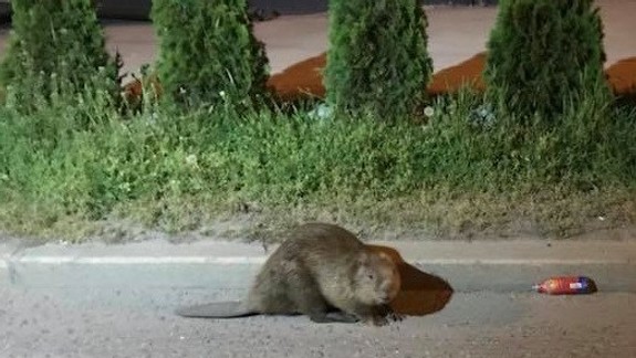 VIDEO: Nočnou Bratislavou blúdil bobor. Pomôcť sa mu snažili záchranári, narazili však na nečakaný problém