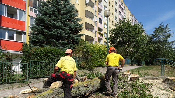 Padajúce stromy: Starostka Karlovej Vsi vydala okamžitý zákaz využívania školských areálov