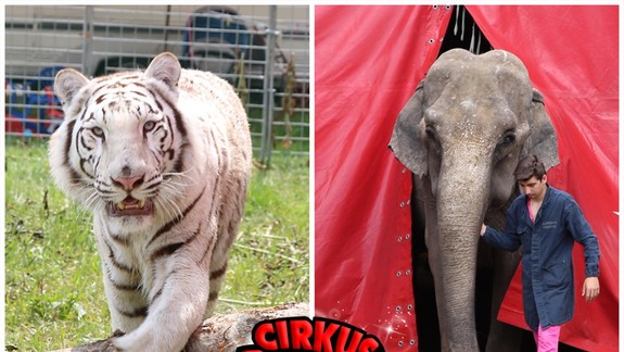 VIDEO: Do Podunajských Biskupíc prišiel Cirkus Aleš - budú v ňom rešpektovať zákaz vystupovania zvierat?