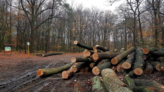 K memorandu o lesoch sa môžete pripojiť aj vy