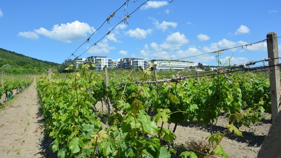 Mesto vyhlásilo súťaž na prenájom mestských viníc - chce do nich vdýchnuť život...