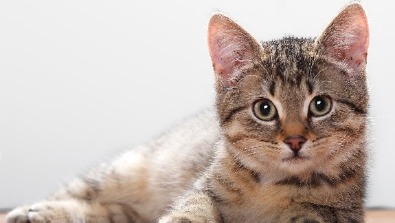 Od soboty už zvieratá nebudú na Slovensku vecou: Tento zákon prináša mnohé zmeny