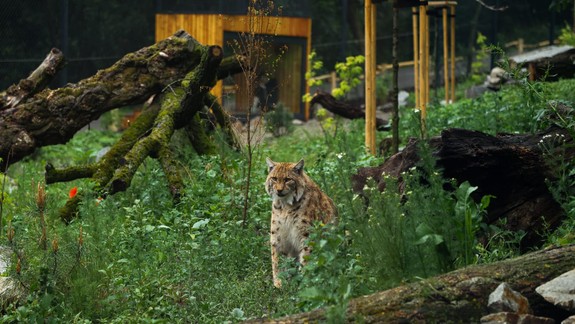 Tip na sobotu: ZOO Bratislava oslavuje Deň rysov, slávnostne otvorí ich nový výbeh