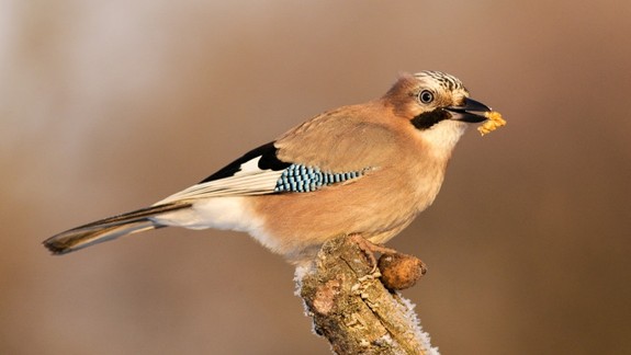 Prikrmujete vtáky? Dodržte týchto pár zásad, aby ste im neublížili
