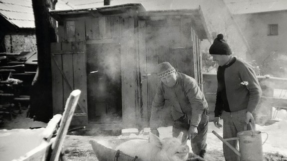 Kto lapil prasa, mohol ísť&nbsp;na&nbsp;zakáľačku