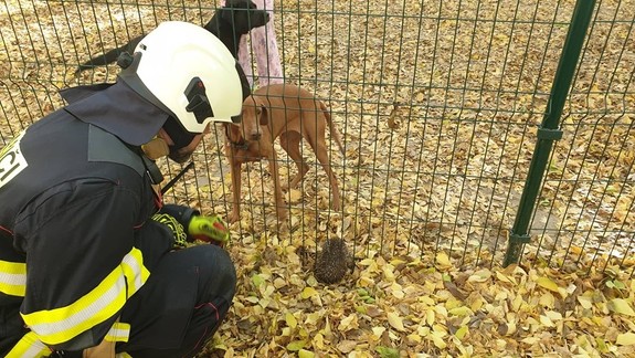 Nešťastný ježko: Zasekol sa v pletive psieho výbehu na Sasinkovej