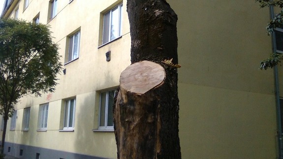 FOTO Dobrá správa: Nebezpečný konár na Miletičovej už odstránili