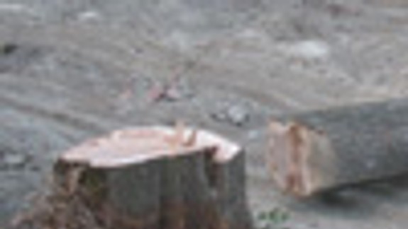 V Rusovciach večer padli tri urastené gaštany