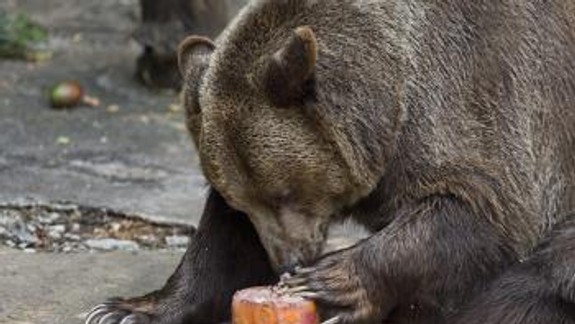 V zoo zrušili stretnutie s kontaktnými zvieratami, dôvodom je teplo