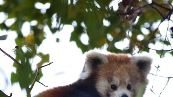 ZOO vyberá meno pre malú pandu červenú