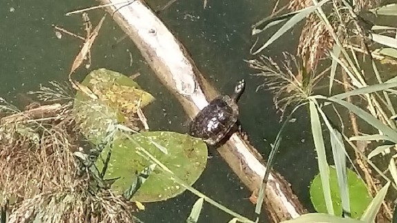 O korytnačkách nielen z Draždiaku – ktoré druhy sú nebezpečné pre našu faunu? 