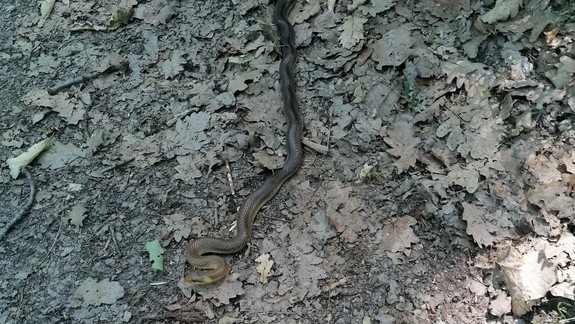 Zoológom môžete pomôcť zmapovať výskyt užovky stromovej