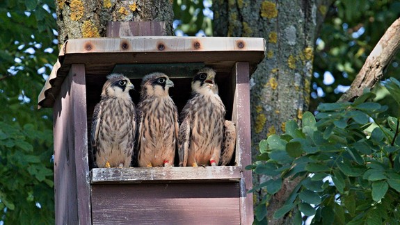 Mestské lesy vyzývajú ľudí, aby boli ohľaduplní! Rodia sa mláďatá