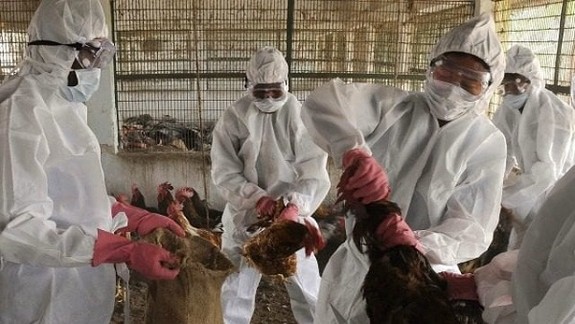 Vírus vtáčej chrípky z Dúbravky sa u ľudí nepotvrdil