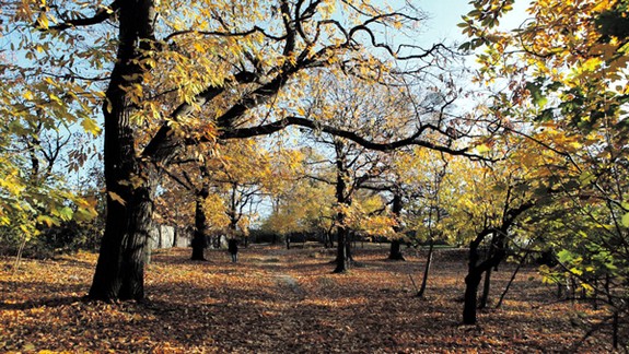 Nové Mesto obnoví unikátny gaštanový park na Kolibe