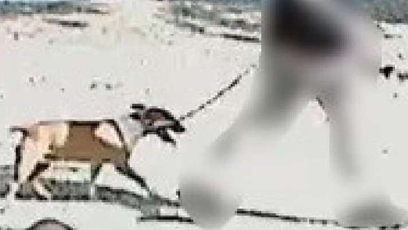 Pri Veľkom Draždiaku napadol bulteriér šteniatko yorkshira, polícia hľadá svedkov