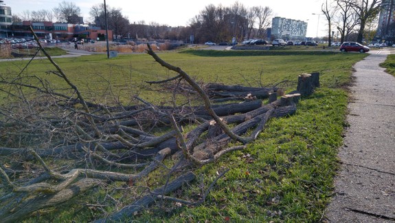 FOTO Na mieste budúcej električkovej trate sú už pilčíci, vyrubujú stromy a zeleň